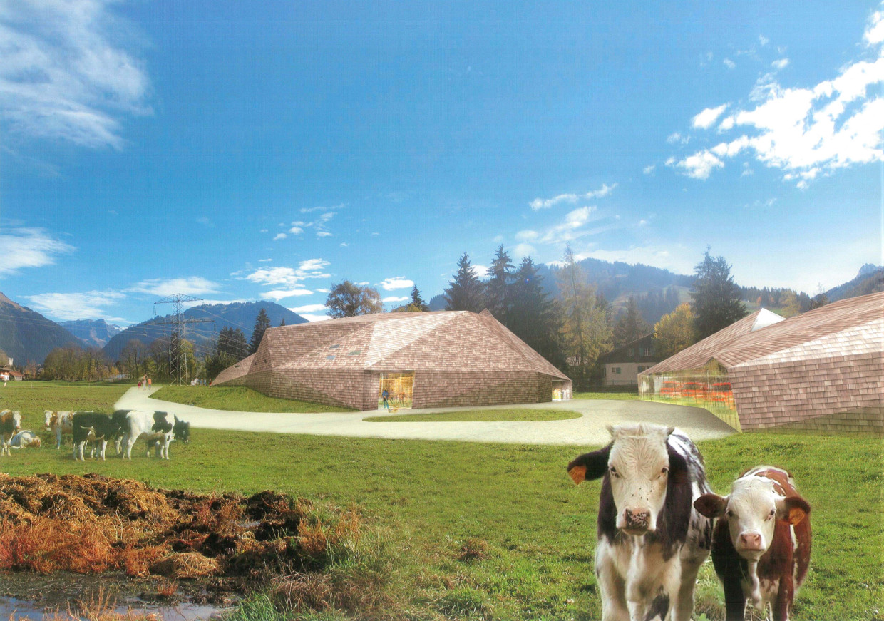 Competition new dairy processing Saanenland